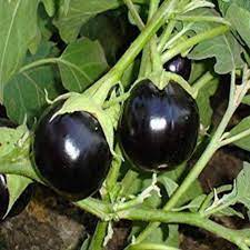 Black Round Eggplant Solanum melongena seeds for garden planting